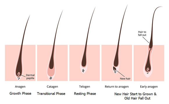 hair life cycle